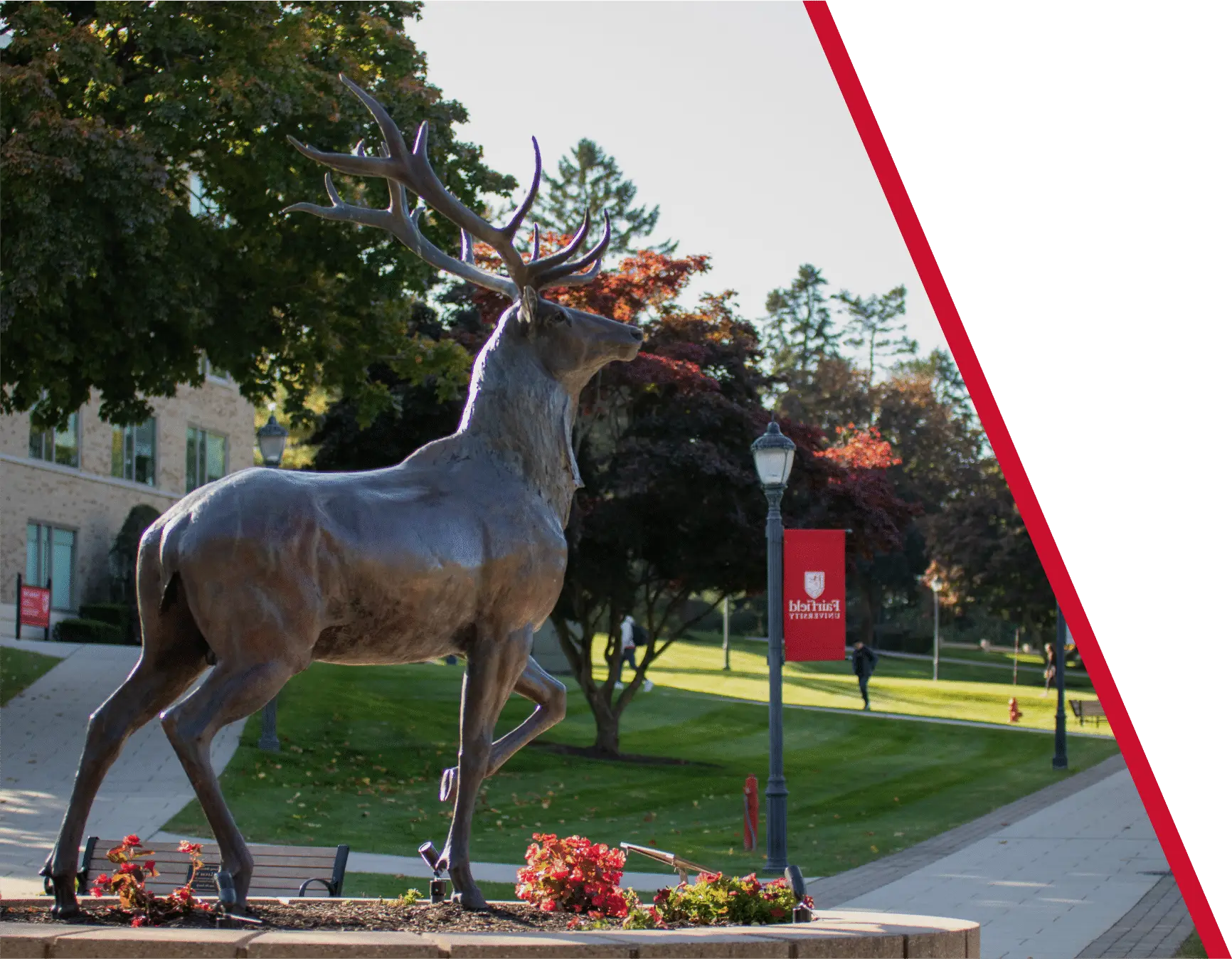 outdoor photo of a deer, on campus